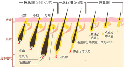脫毛為什么一次性脫不干凈？原因在這里