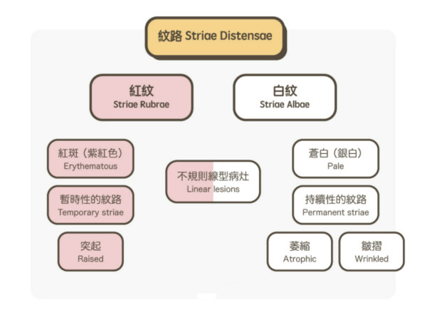 一文秒懂！妊娠紋肥胖紋保養(yǎng)、治療及預防全攻略