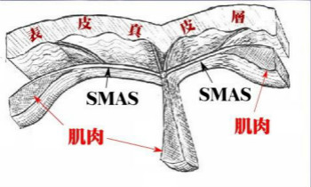 什么是SMAS筋膜層？美容儀器廠家告訴你